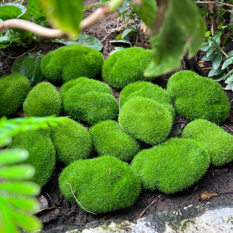 5/30 шт. Искусственные камни-м – обзор и цена Preserved Moss Sheet