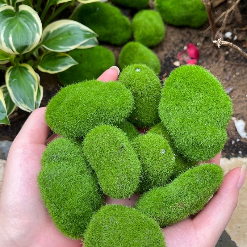 5/30 шт. Искусственные камни-м – обзор и цена Preserved Moss Sheet
