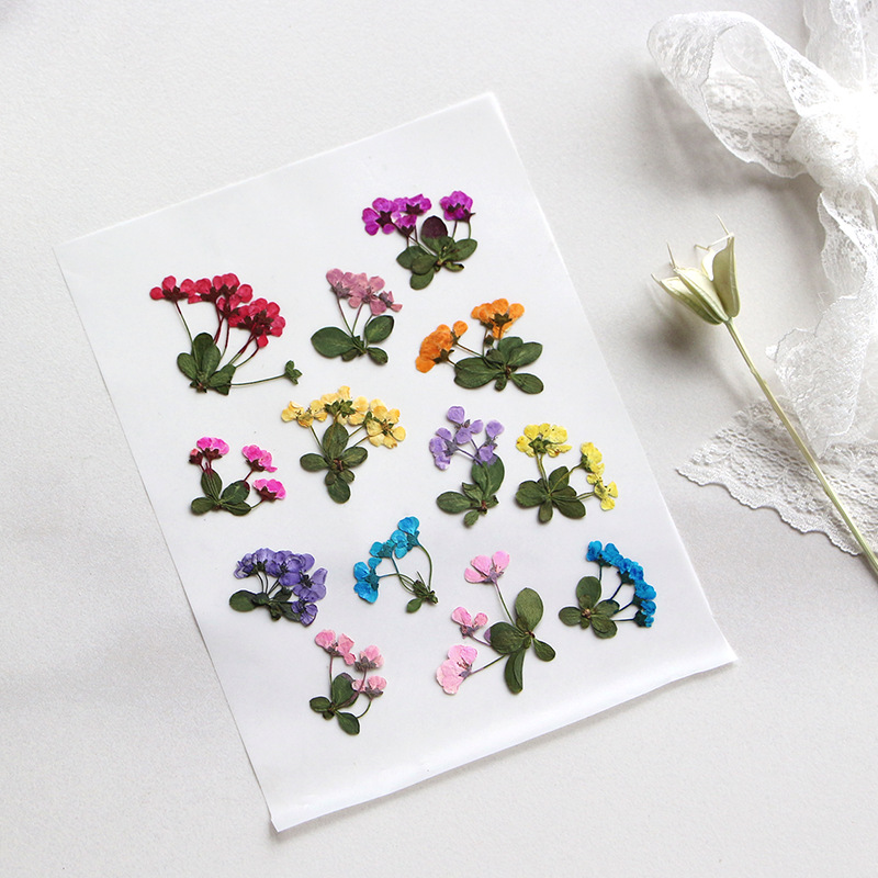 2-3 см/12 шт., прессованные ма – обзор и цена Supply For Florist