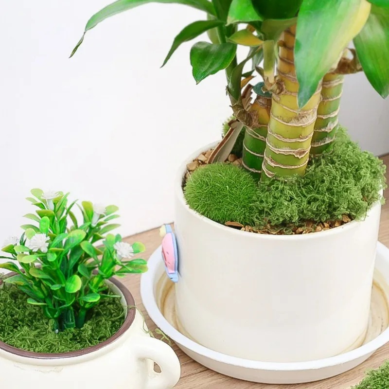 Искусственный реалистичный мох – обзор и цена Preserved Moss Sheet