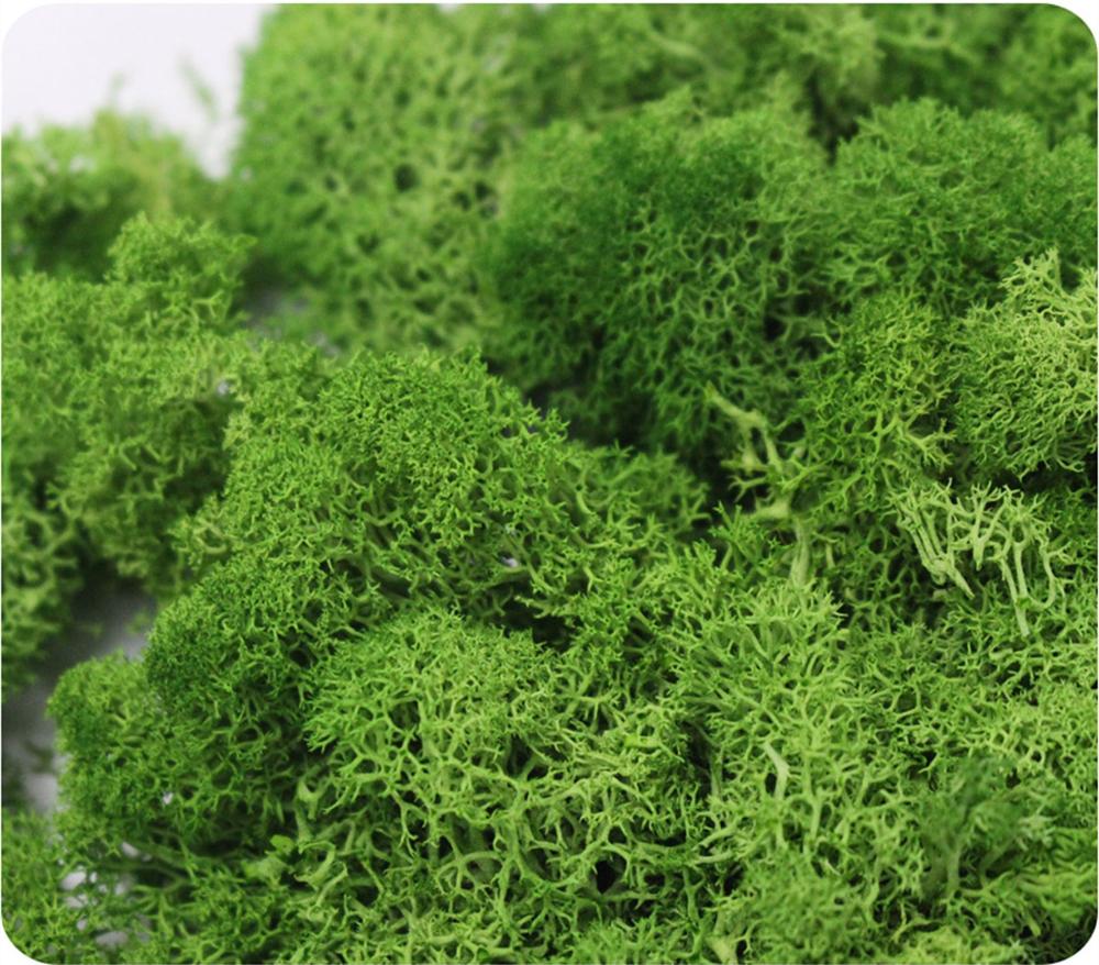 Искусственное растение вечная  – обзор и цена Preserved Moss Sheet